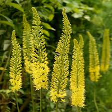 Eremurus Flower for Planting Heirloom Non-GMO High Germination Organic Garden for Colorful Landscapes Seeds - Heirloom