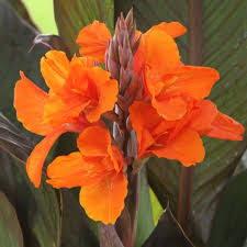 Orange Canna Edulis Flower Seeds
