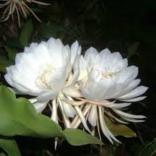 Epiphyllum Flower Seeds
