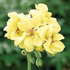 Yellow Fresh Geranium Flower Seeds - Heirloom Non GMO High Germination Organic Garden Seeds for