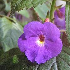 Purple Achimenes Flower Seeds - Heirloom Non-GMO High Germination Flower Seeds for Planting