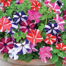 Petunia Flower Mixed Colors Fresh Planting Vibrant Petunia Blooms Flower Seeds Home Garden Seeds for Planting -