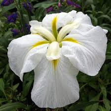 White Ensata Flower Seeds