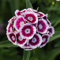 White Marron Dianthus Flower Seeds - Heirloom Non GMO High Germination Organic Garden Planting