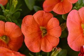 Orange Calibrachoa Flower Seeds