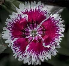 White Marron Dianthus Flower Seeds for Planting Heirloom Non-GMO High Germination Organic Garden Seeds Easy Grow