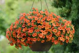 Orange Calibrachoa Flower Seeds