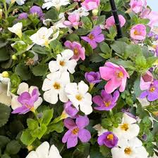Mixed Bacopa Flower Seeds Easy Grow Blossoms Home Garden Decoration Heirloom Non-GMO High Germination Organic Garden