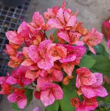 Mix Bougainvillea Flower Seeds
