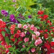 Mixed Balsam Flower Seeds Colorful Blooms - Heirloom Non GMO High Germination Organic Garden Seeds for