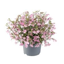 Pink Lobelia Erinus Flower Seeds