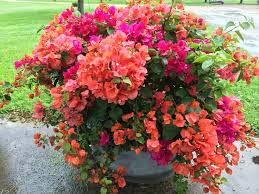Mix Bougainvillea Flower Seeds for Planting Heirloom Non-GMO High Germination Organic Garden Seeds - Heirloom Non GMO