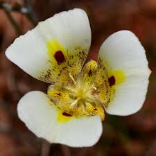 White Calochortus Flower Seeds