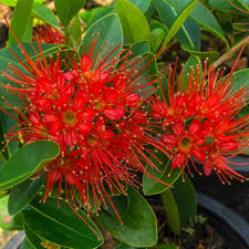 Red Doryanthes Flower Seeds