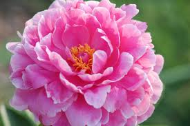 Pink Peony Flower Seeds