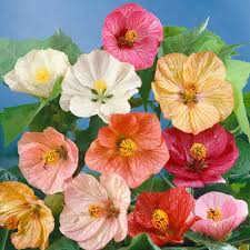 Mixed Abutilon Flower Seeds