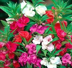 Mixed Balsam Flower Seeds