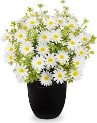 Yellow Arctotis Flower Seeds - Heirloom, Non-GMO, High Germination Flower Seeds for Planting