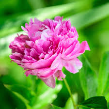 Pink Peony Flower Seeds