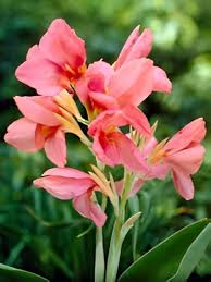 Pink Canna Lily Flower Seeds