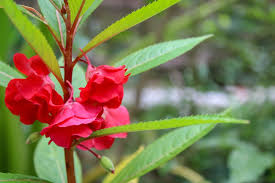 Balsam Flower Flower Seeds - Heirloom Non GMO High Germination Organic Garden Planting Seeds
