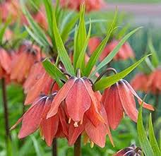 Kaiserkrone Flower Seeds