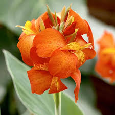 Orange Canna Lily Flower Seeds