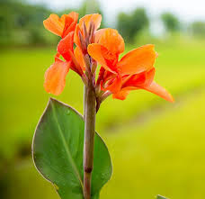 Orange Canna Lily Flower Seeds