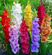 Gladiolus Flower Fresh Growing Gladiolus Flowers Flower Seeds Home Garden Planting Vibrant Seeds for Planting Heirloom