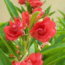 Balsam Flower Flower Seeds - Heirloom Non GMO High Germination Organic Garden Planting Seeds