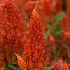 Orange Celosia Flower Seeds