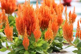 Orange Celosia Flower Seeds for Planting Heirloom Non-GMO High Germination Organic Garden Seeds Colorful Blooms -