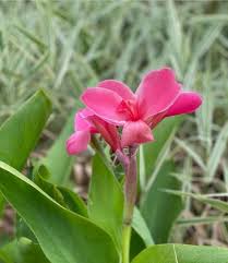 Pink Pale Canna Edulis Flower Seeds