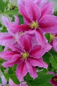 Pink Clematis Flower Seeds
