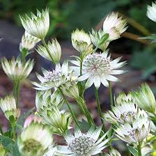 White Astrantia Flower Flower Seeds - Heirloom Non GMO High Germination Organic Garden Planting Seeds