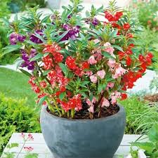 Obtusa Flower Seeds