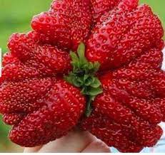 Giant Strawberry Fruit For Growing Massive Berries For Sustainable Fruit Seeds