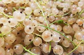 white currant ribes rubrum var alba fruit for planting tangy red berries your garden Fruit seeds