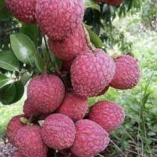 no mai tsze lychee fruit for planting grow tropical trees sweet fruits heirloom Fruit seeds