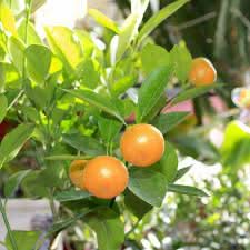 Calamondin Miniature Orange Plant Perfect For Containers And Small Gardens Fruit Seeds