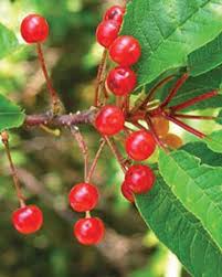 Pin Cherry Prunus Pensylvanica Fruit Sweet Juicy And Colorful Cherries Fruit Seeds