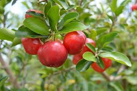 red malpighia glabra fruit for planting and cultivation heirloom your home garden Fruit seeds