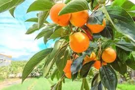 japanese persimmon diospyros kaki plant for Fruit Seeds