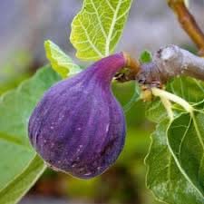 purple figs fruit for growing and planting heirloom home garden gmo free fig Fruit seeds