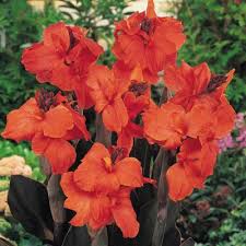 Orange Canna Lily Flower Seeds