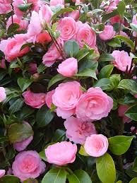 Pink Camellia Flower Seeds - Heirloom Non GMO Garden Seeds for Planting, High Germination Quality