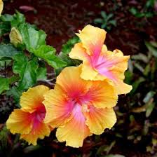 Pink Giant Hibiscus Flower Seeds Yellow