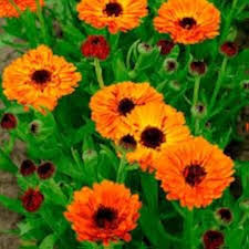 Calendula Flower Seeds