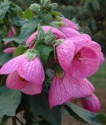 Pink Lantern Hibiscus Flower Seeds