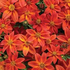 Mixed Bidens Flower Seeds